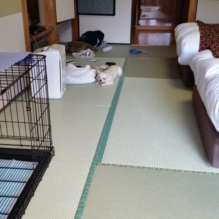 松阪わんわんパラダイスホテルの部屋の畳